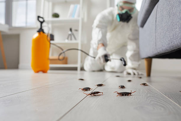 Post-Treatment Bed Bug Interceptor Monitoring in Tatamy